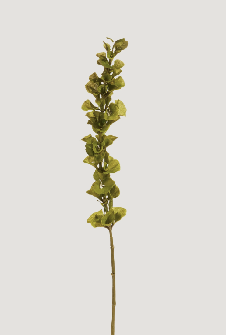 42" Bells of Ireland Stem