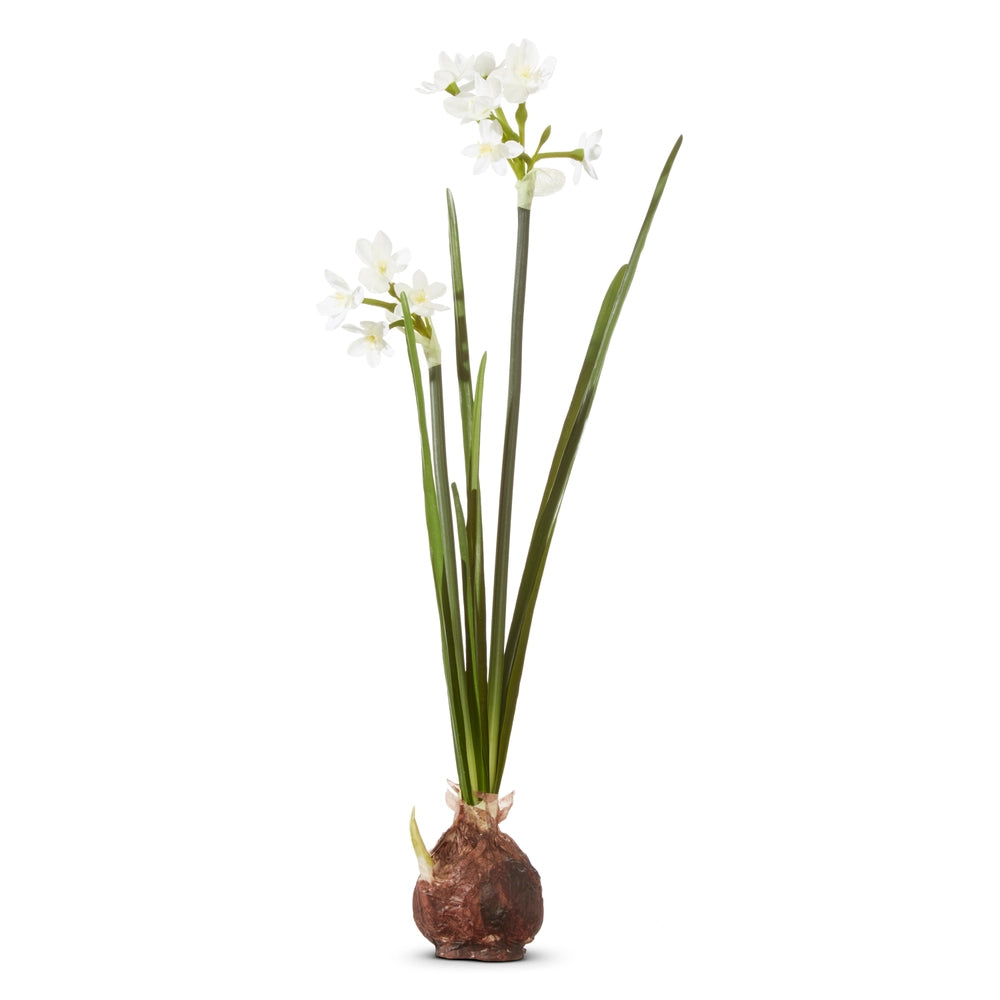 Paperwhite Bulb